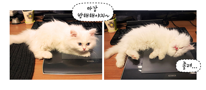 2화_마카사진.jpg