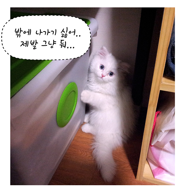 4화 마카사진.jpg