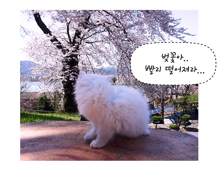 5화_마카사진.jpg