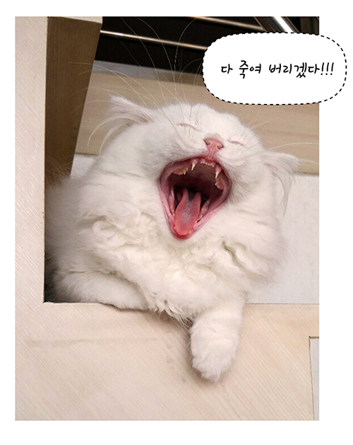 마카사진_9화.jpg