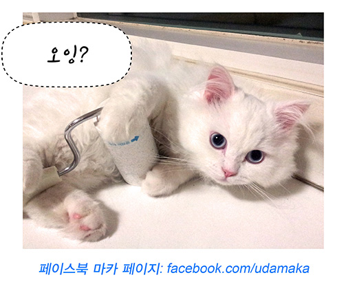 12회_마카사진.jpg