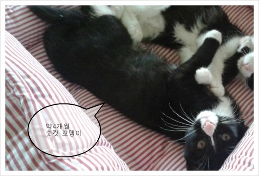 꼬맹2.jpg