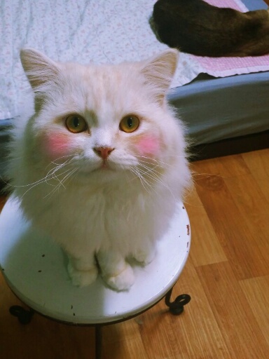 KakaoTalk_20140607_205207384.jpg