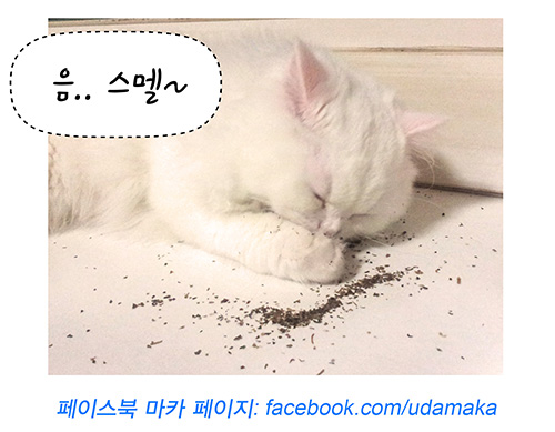 13회_마카사진.jpg