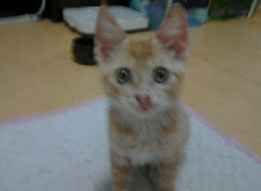 고양이 일산.jpg