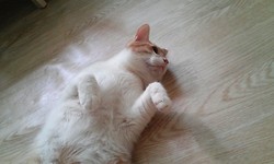 tumblr_n95pueSjRC1thplgno6_250.jpg
