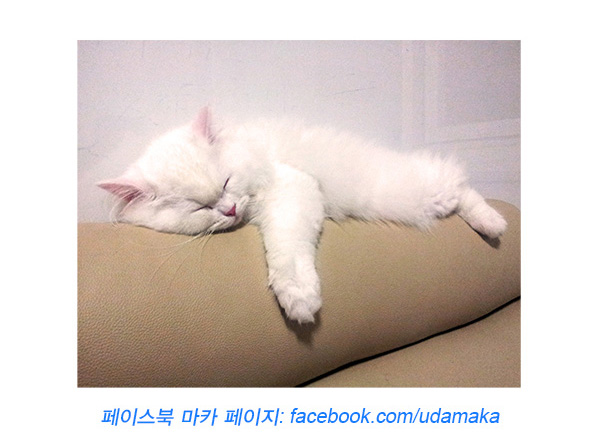 19회_마카사진.jpg