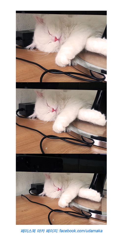 22화_마카사진.jpg