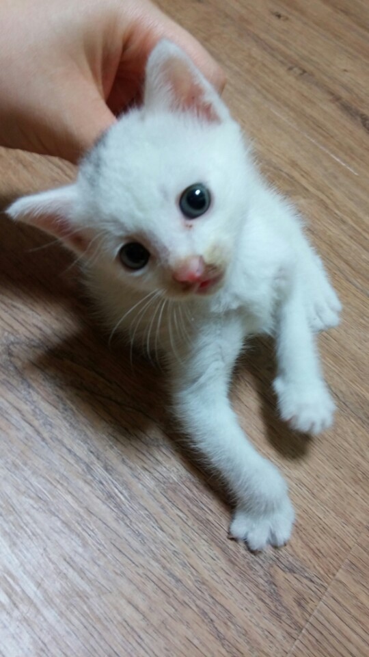 KakaoTalk_20140815_222339339.jpg