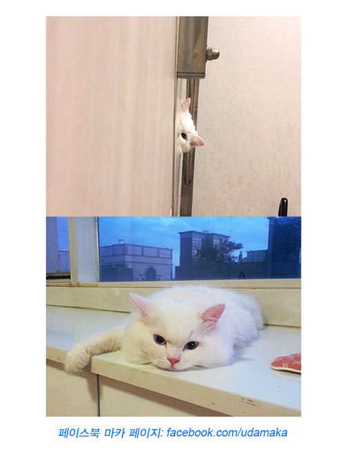 25회_마카사진.jpg