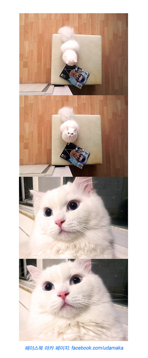 27회_마카사진.jpg