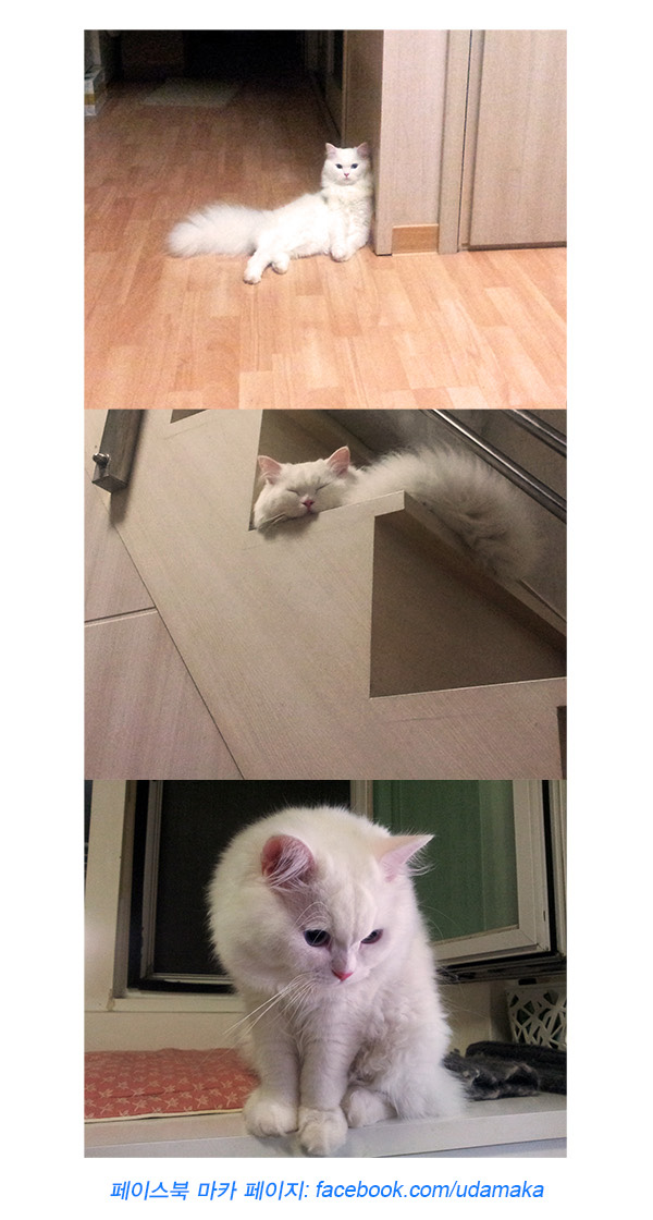 31화_마카사진.jpg
