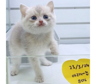 브리티쉬숏 분양
