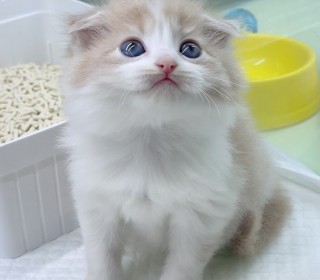 스코티쉬 폴드 분양