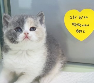 브리티쉬숏 분양