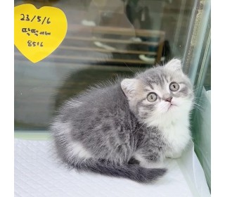 기타 분양
