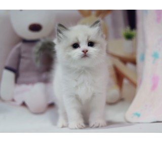 렉돌 분양