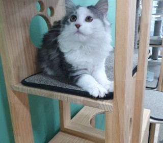 노르웨이숲 분양