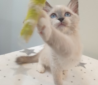 렉돌 분양