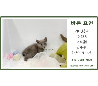 페르시안 분양
