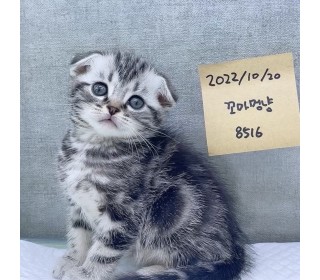 스코티쉬 폴드 분양