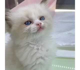 렉돌 분양