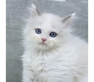 렉돌 분양