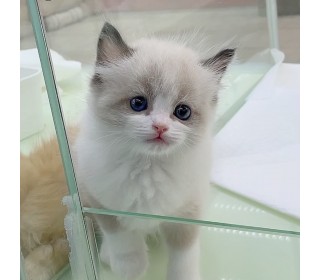 렉돌 분양