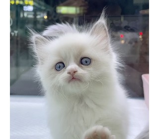 렉돌 분양