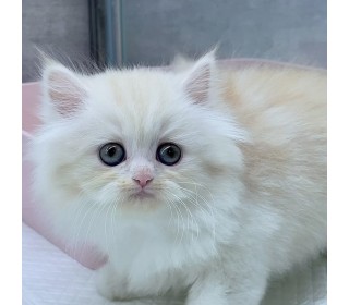 페르시안 분양