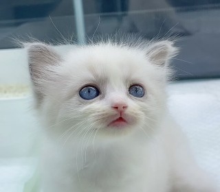 렉돌 분양
