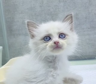 렉돌 분양
