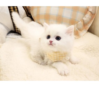 브리티쉬숏 분양