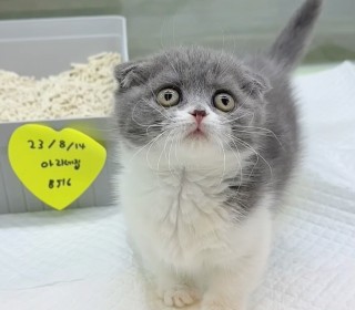 기타 분양