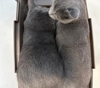 러시안 블루 무료분양