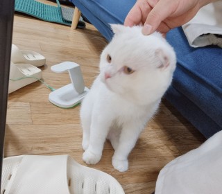 스코티쉬 폴드 무료분양