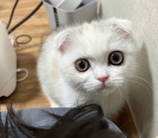 스코티쉬 폴드 무료분양